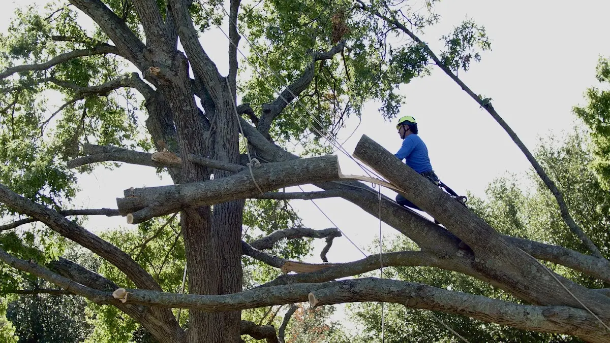 Professional Crown Thinning performed by certified arborists in Chesterfield