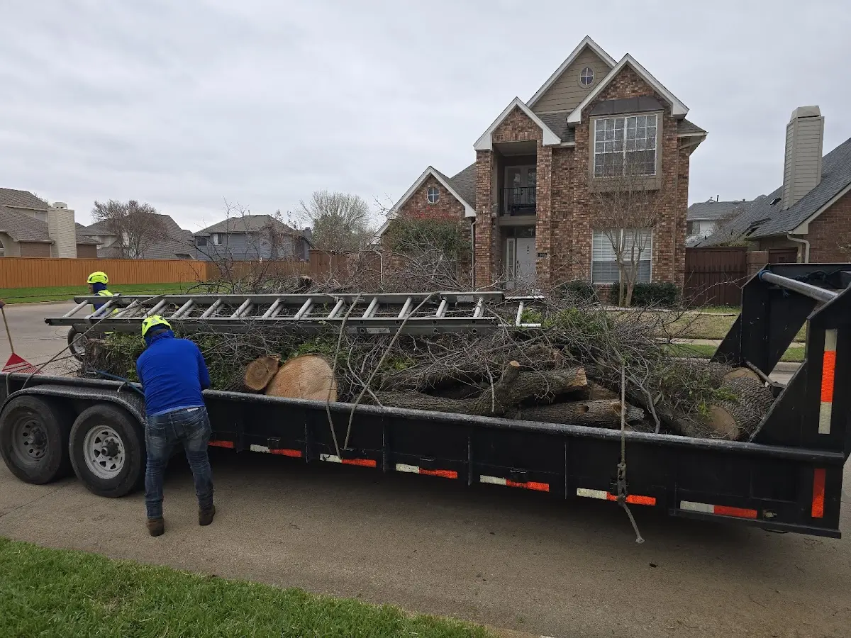 Expert Tree Pest Control with proper safety equipment in Chesterfield